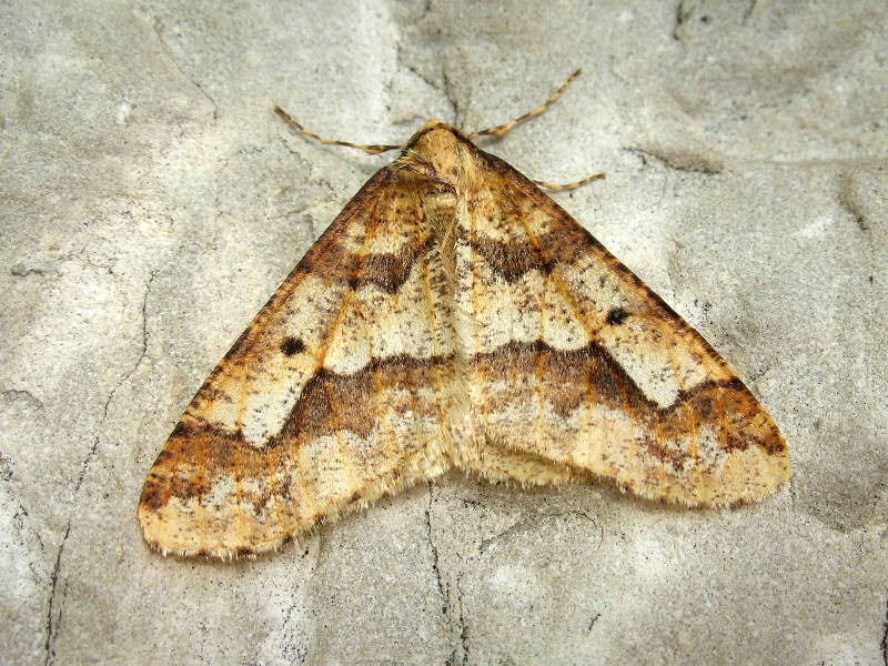 da identificare - Erannis defoliaria